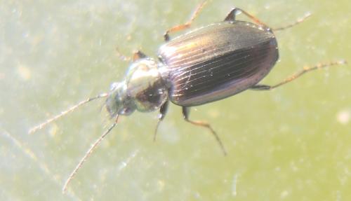 Réf. 251 846 : Agonum muelleri